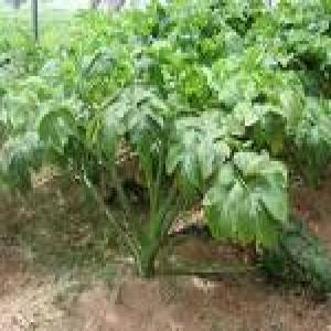 Ashitaba extract Ashitaba extract