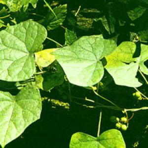 Asiatic Moonseed Rhizome extract(Rhizoma Menispermi Extract) Asiatic Moonseed Rhizome extract(Rhizoma Menispermi Extract)