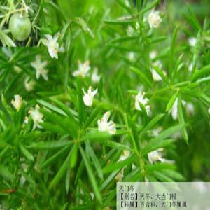Asparagosides Root Extraxt(Cochinchinese Asparagus Root extract) Asparagosides Root Extraxt(Cochinchinese Asparagus Root extract)