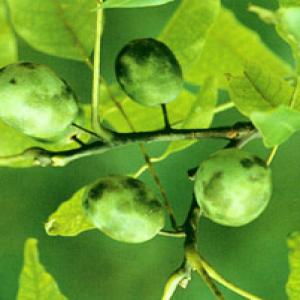 Axillary Choerospondias Fruit Extract Axillary Choerospondias Fruit Extract