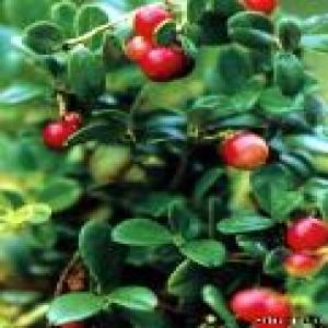 Bearberry Extract(Uva ursi extract) Bearberry Extract(Uva ursi extract)