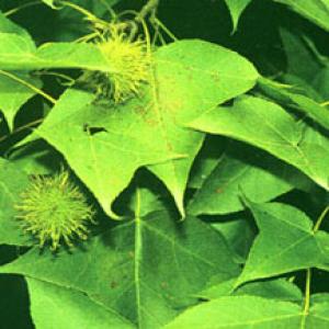 Beautiful Sweetgum Resin Extract(Resina Liquidambaris Extract) Beautiful Sweetgum Resin Extract(Resina Liquidambaris Extract)