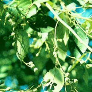 Benzoin Extract(Benzoinum Extract) Benzoin Extract(Benzoinum Extract)