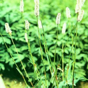 Bistort Rhizome Extract(Rhizoma Bistortae Extract) Bistort Rhizome Extract(Rhizoma Bistortae Extract)