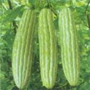 Bitter Melon extract Bitter Melon extract