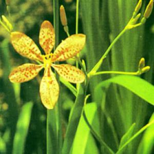 Blackberrylily Rhizome Extract(Rhizoma Belacandae Extract) Blackberrylily Rhizome Extract(Rhizoma Belacandae Extract)