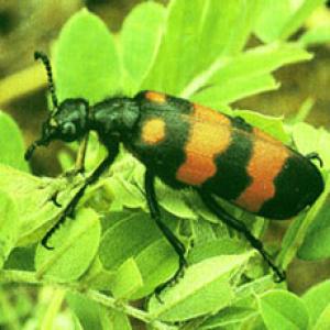Blister Beetle Extract(Mylabris Extract) Blister Beetle Extract(Mylabris Extract)