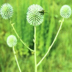 Broadleaf Globethistle Root Extract(Radix Echinopsis Extract) Broadleaf Globethistle Root Extract(Radix Echinopsis Extract)