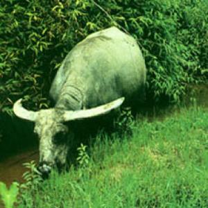 Buffalo Horn Extract(Cornu Bubali Extract) Buffalo Horn Extract(Cornu Bubali Extract)