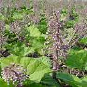 Butterbur extract Butterbur extract