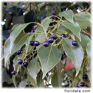 Camphor extract Camphor extract