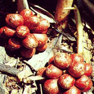 Caoguo Extract(Fructus Tsaoko Extract) Caoguo Extract(Fructus Tsaoko Extract)