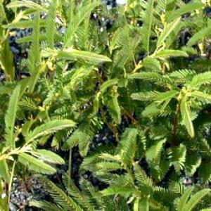 Cassia Nomame Extract Cassia Nomame Extract