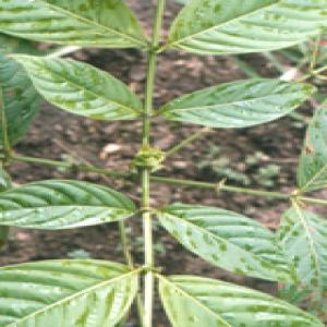 Cat's claw extract Cat's claw extract