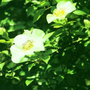 Cherokee Rose Fruit Extract Cherokee Rose Fruit Extract