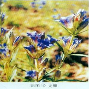 Chinese Gentian Root extract(Radix Gentianae Extract) Chinese Gentian Root extract(Radix Gentianae Extract)