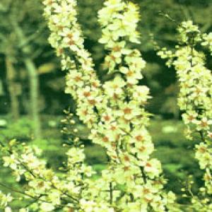Chinese Dwarf Cherry Seed Extract(Semen pruni Extract) Chinese Dwarf Cherry Seed Extract(Semen pruni Extract)