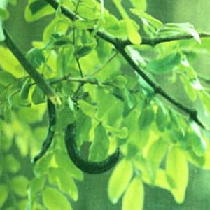 Chinese Honeylocust Abnormal Fruit Extract Chinese Honeylocust Abnormal Fruit Extract