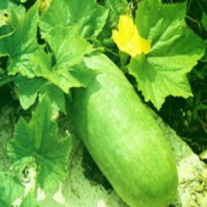 Chinese Waxgourd Peel Extract Chinese Waxgourd Peel Extract