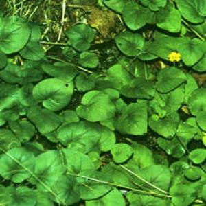 Christina Loosestrife Extract(Herba Lysimachiae Extract) Christina Loosestrife Extract(Herba Lysimachiae Extract)