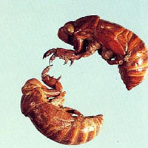 Cicada Slough Extract(Periostracum Cicadae Extract) Cicada Slough Extract(Periostracum Cicadae Extract)