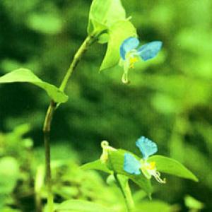 Common Dayflower Herb Extract(Herba Commelinae Extract) Common Dayflower Herb Extract(Herba Commelinae Extract)
