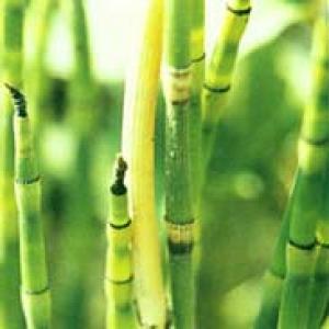 Common Scouring Rush Herb Extract(Herba Equiseti Hiemalis Extract) Common Scouring Rush Herb Extract(Herba Equiseti Hiemalis Extract)