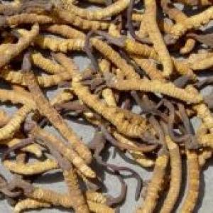 Cordyceps Mycelia Extract Cordyceps Mycelia Extract