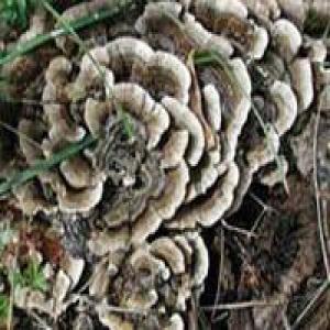 Coriolus versicolor Extract Coriolus versicolor Extract
