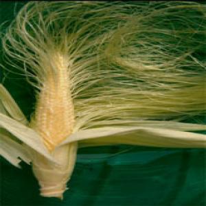 Corn Silk Extract(Maize silk extract) Corn Silk Extract(Maize silk extract)