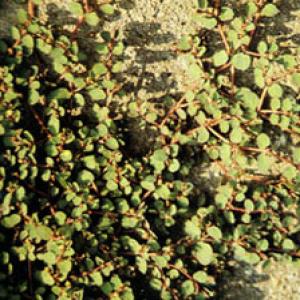 Creeping Euphorbia Extract(Herba Euphorbiae Humifusae Extract) Creeping Euphorbia Extract(Herba Euphorbiae Humifusae Extract)