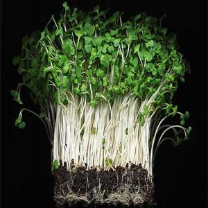 Cress extract Cress extract