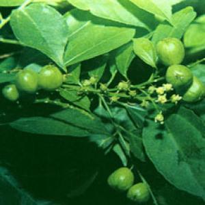 Croton Fruit Extract(Fructus Crotonis Extract) Croton Fruit Extract(Fructus Crotonis Extract)