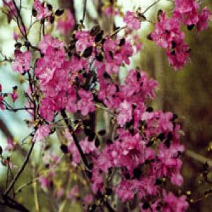 Dahurian Rhododendron Leaf Extract Dahurian Rhododendron Leaf Extract