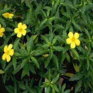Damiana extract Damiana extract