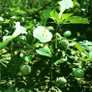 Datura Flower Extract(Flos Daturae Extract) Datura Flower Extract(Flos Daturae Extract)