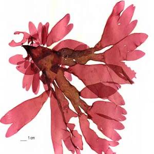 Dulse extract(dillisk extract) Dulse extract(dillisk extract)