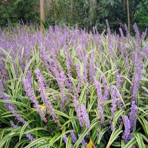 Dwarf Lilyturf Tuber Extract(Ophiopogon Thunb Extract) Dwarf Lilyturf Tuber Extract(Ophiopogon Thunb Extract)