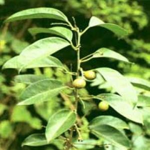 Erycibe Stem Extract(Caulis Erycibes Extract) Erycibe Stem Extract(Caulis Erycibes Extract)