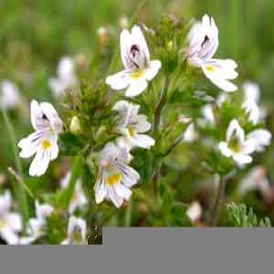 Eyebright Extract(Euphrasia Officinalis Extract) Eyebright Extract(Euphrasia Officinalis Extract)