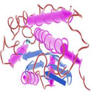 Fe-Superoxide Dismutase Fe-Superoxide Dismutase