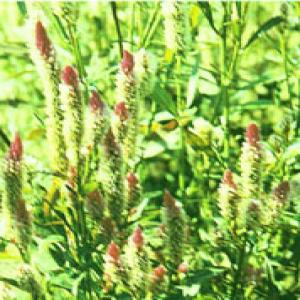 Feather Cockscomb Seed Extract(Semen Selosiae Extract) Feather Cockscomb Seed Extract(Semen Selosiae Extract)