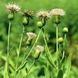 Field Thistle Herb Extract(Herba Cirsii Extract) Field Thistle Herb Extract(Herba Cirsii Extract)