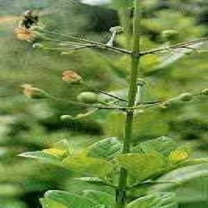 Figwort Root extract(Radix Scrophulariae extract) Figwort Root extract(Radix Scrophulariae extract)