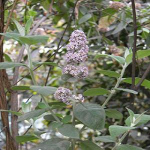 Flos Buddlejae extract(Pale Butterflybush Frower Extract) Flos Buddlejae extract(Pale Butterflybush Frower Extract)
