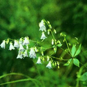 Fourleaf Ladybell Root Extract(Radix Adenophorae Extract) Fourleaf Ladybell Root Extract(Radix Adenophorae Extract)