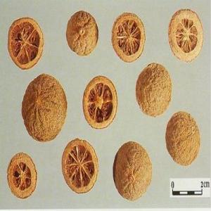 Fructus aurantii extract(Orange Fruit Extract) Fructus aurantii extract(Orange Fruit Extract)