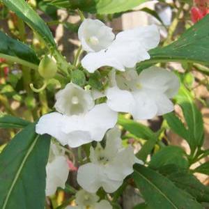 Garden Balsam Seed Extract(Semen Impatientis Extract) Garden Balsam Seed Extract(Semen Impatientis Extract)