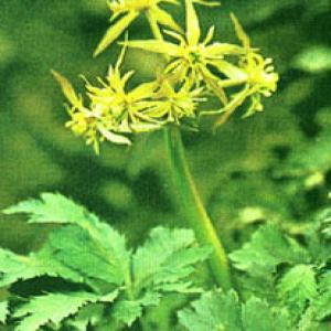 Golden Thread Extract(Rhizoma Coptidis Extract) Golden Thread Extract(Rhizoma Coptidis Extract)