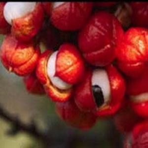 Guarana seed extract Guarana seed extract